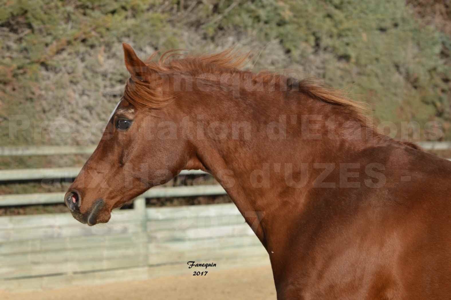 Présentation d’Étalons aux Haras d'UZES - Portraits - KARESI - 1