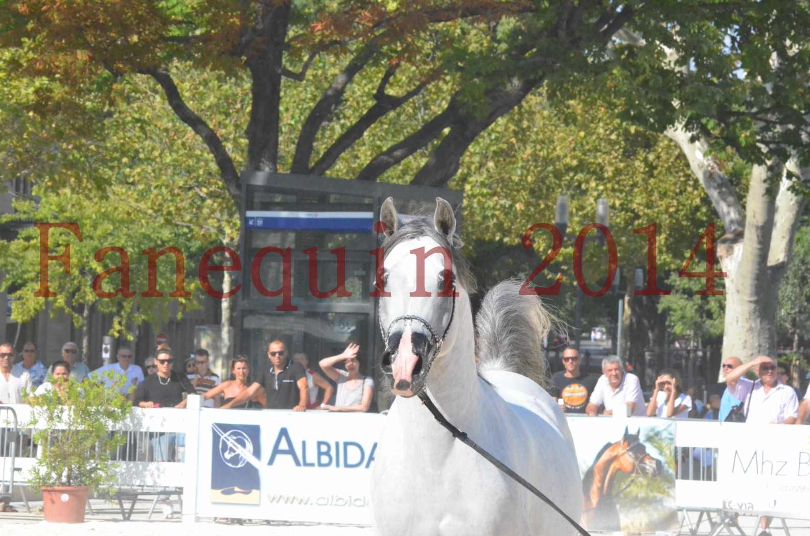 Concours National de Nîmes de chevaux ARABES 2014 - Championnat - SHAOLIN DE NEDJAIA - 19