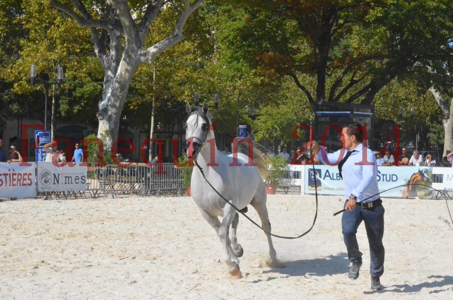 Concours National de Nîmes de chevaux ARABES 2014 - Championnat - SHAOLIN DE NEDJAIA - 29