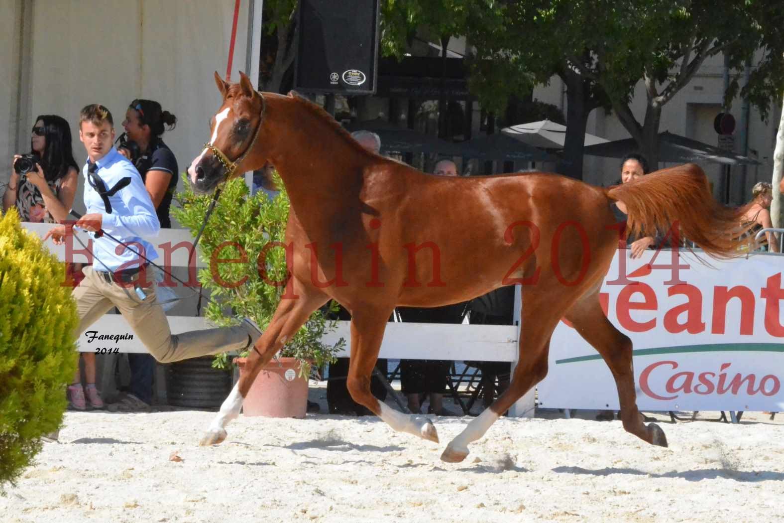 Concours National de Nîmes de chevaux ARABES 2014 - Notre Sélection - DZHARI NUNKI - 06