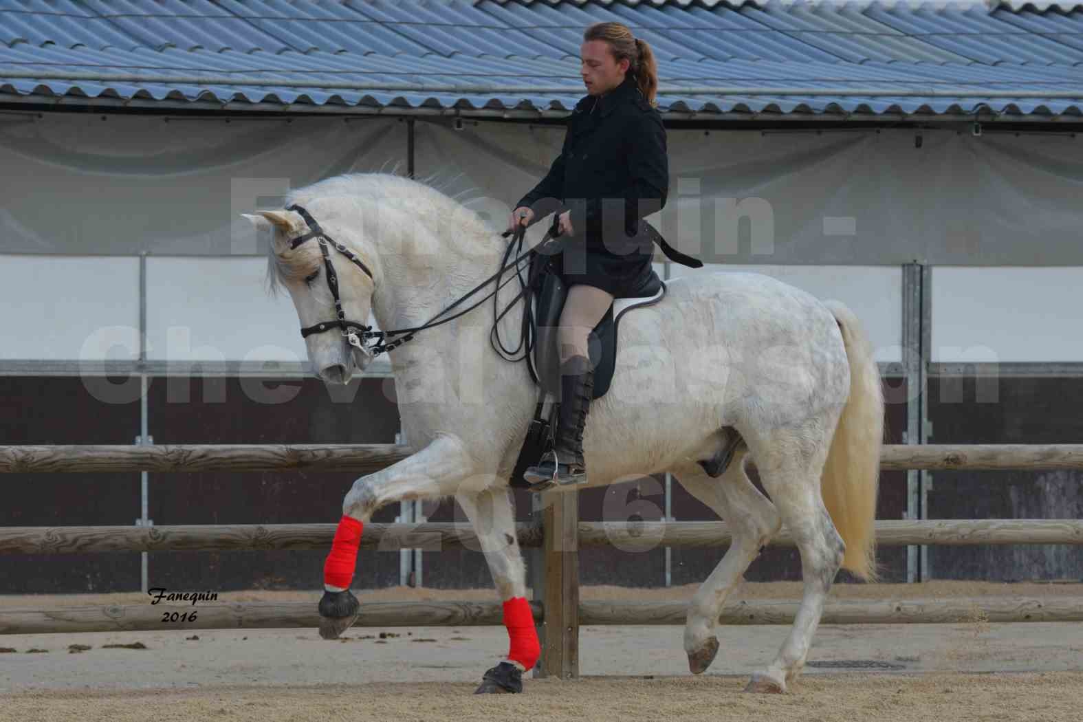 Cheval Passion 2016 - Michel RUDDY - 2