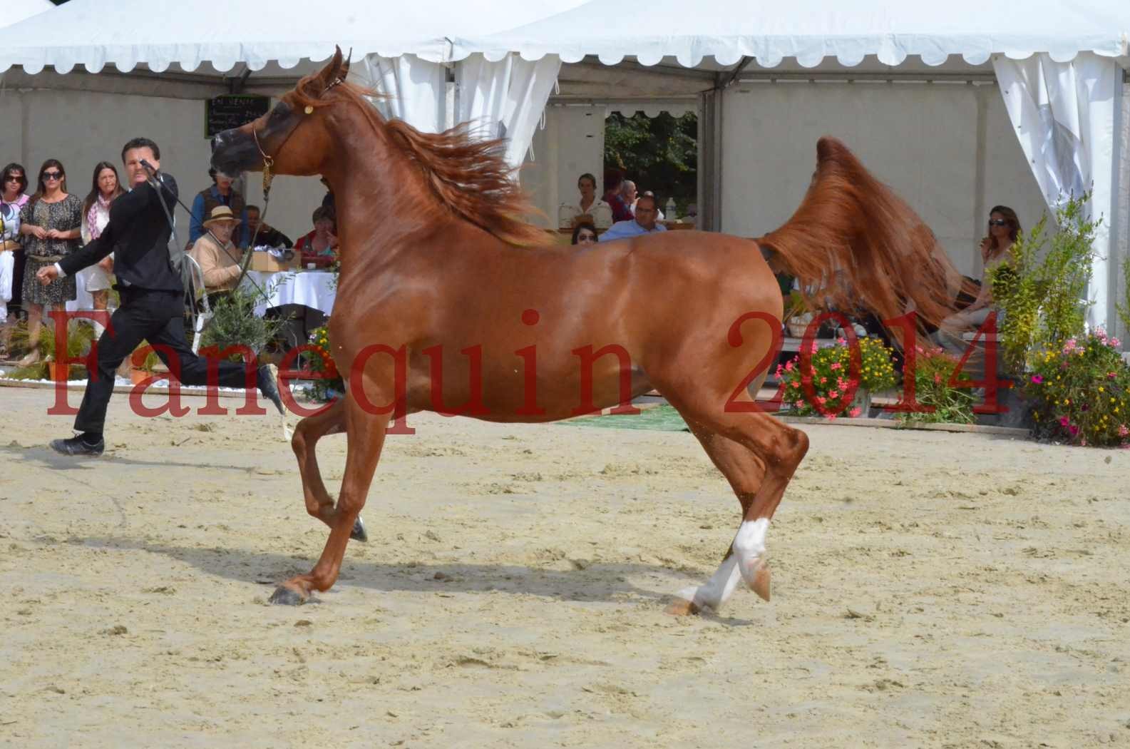 ﻿CHAMPIONNAT DE FRANCE 2014 A POMPADOUR - Championnat - KINSHASA JA - 36