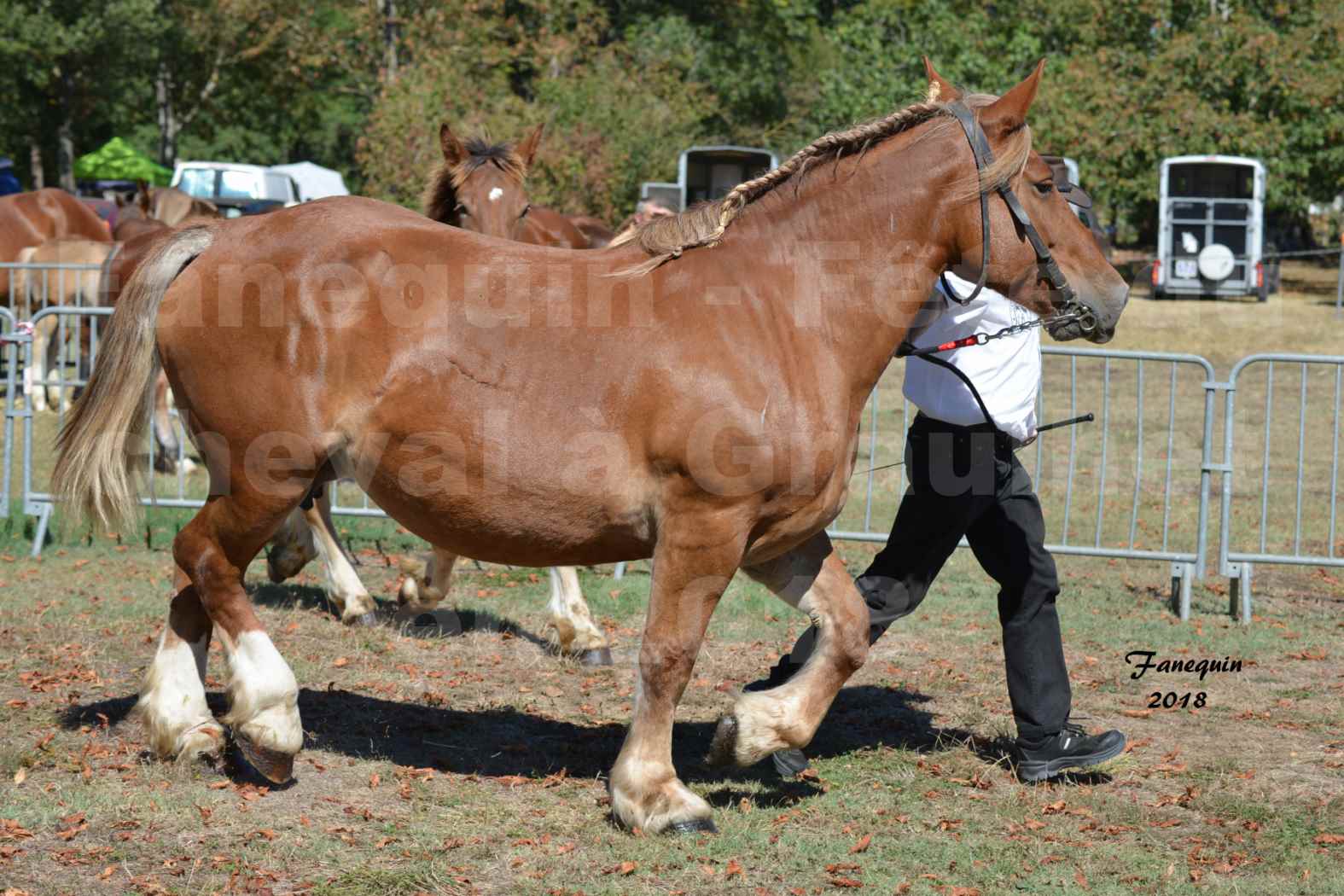 Fête du cheval à GRAULHET le 16 septembre 2018 - Concours Départemental de chevaux de traits - 32