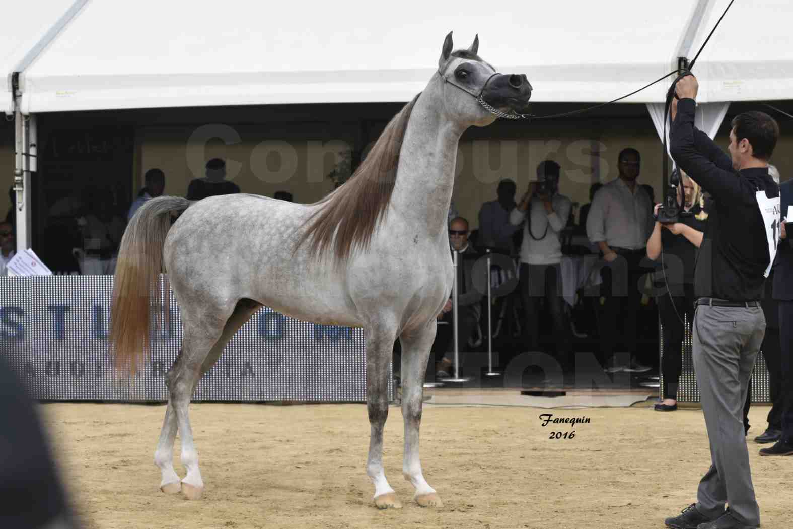 Championnat du pur-sang arabe de la Méditerranée et des pays arabes - MENTON 2016 - ALEXXANDERR - Notre Sélection - 18