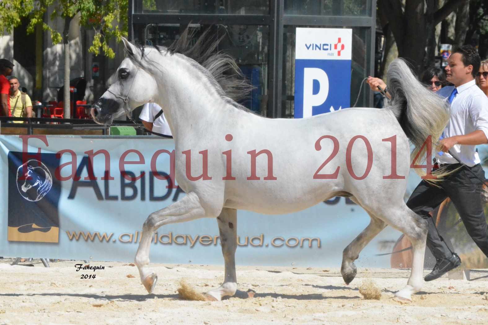 Concours National de Nîmes de chevaux ARABES 2014 - Notre Sélection - SHAOLIN DE NEDJAIA - 17