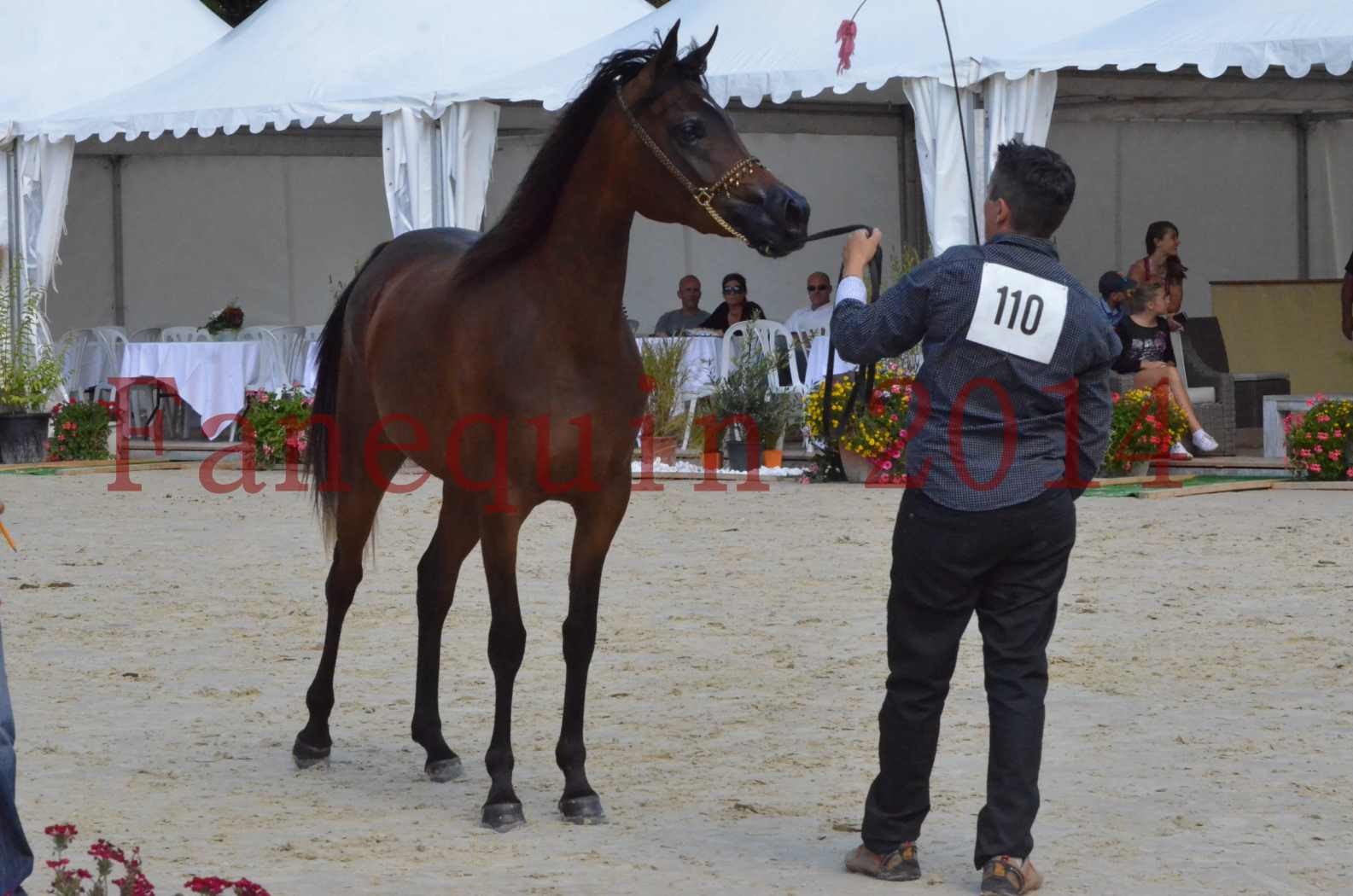 Championnat de FRANCE 2014 - Amateurs - KAL'ELLE D'ELHORIA - 82