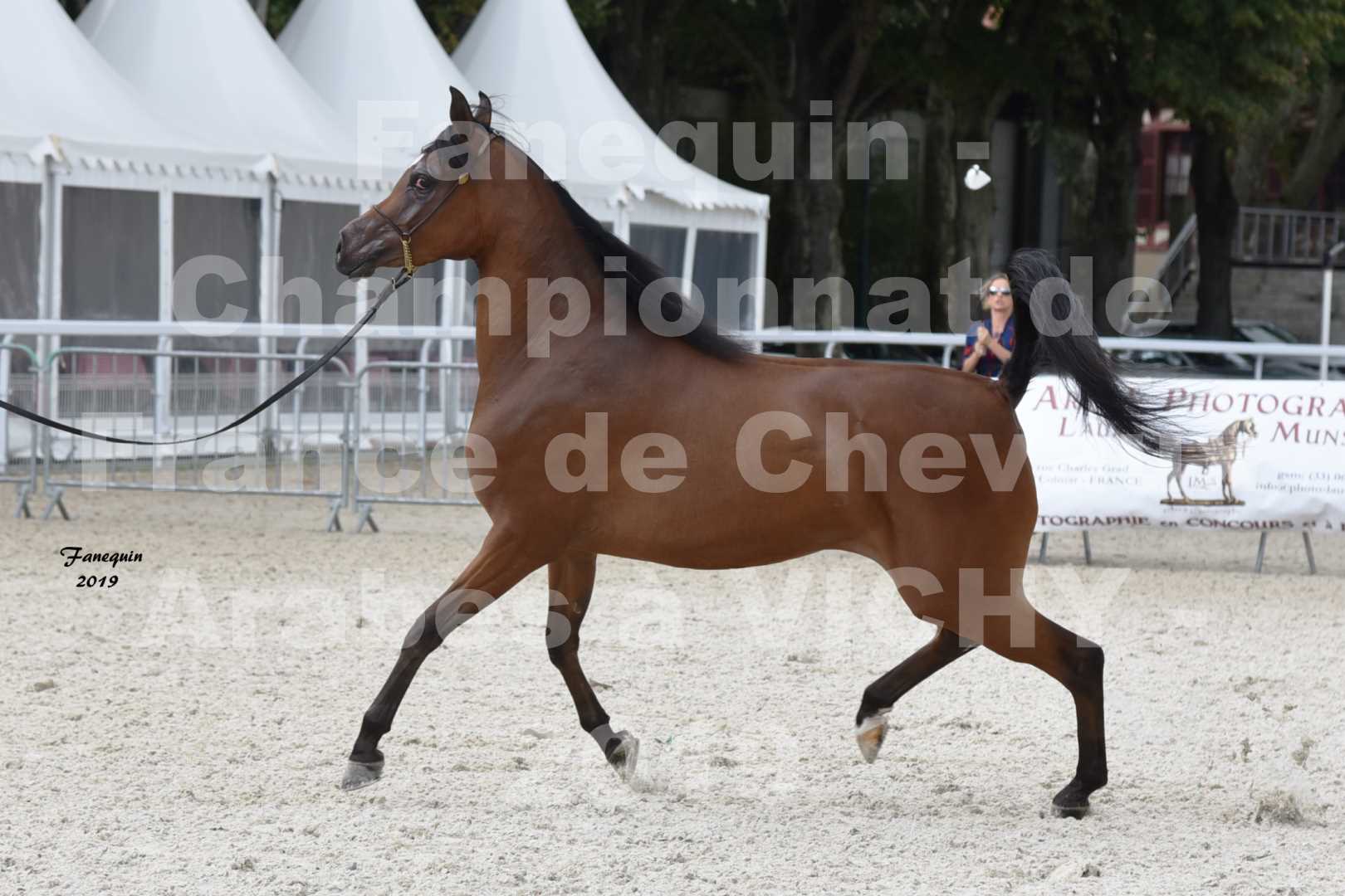 Championnat de France des chevaux Arabes en 2019 à VICHY - MADONNA J - 1