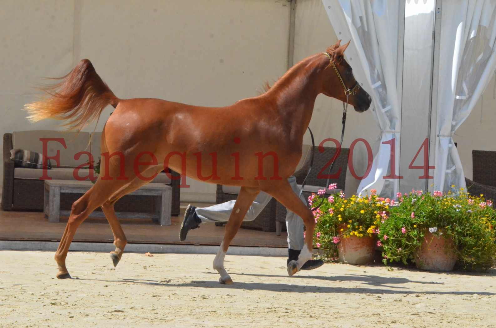 Championnat de FRANCE 2014 - Amateurs - SH CALLAS BINT ARMANI - 17