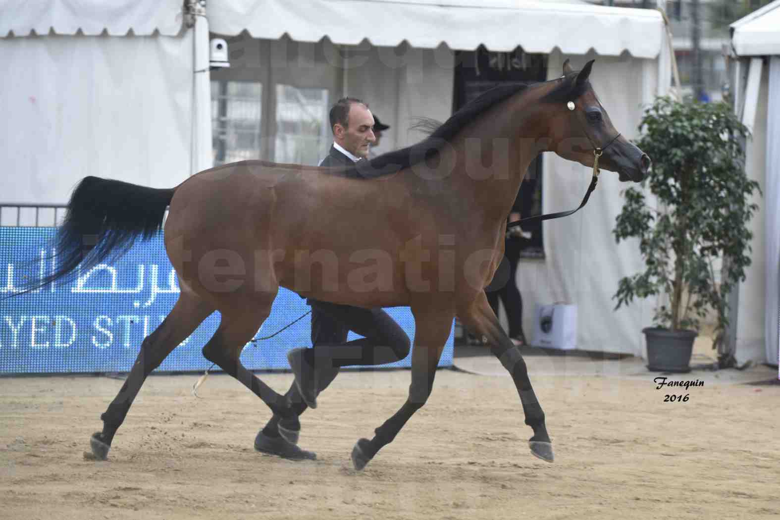 Championnat du Pur-Sang Arabe de la Méditerranée et des pays Arabes - MENTON 2016 - GHAZALAH AL AALYA - Notre Sélection - 4