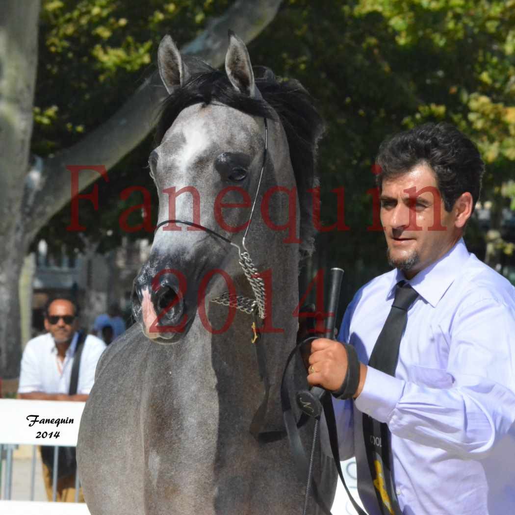 Concours National de Nîmes de chevaux ARABES 2014 - Notre Sélection - Portraits - JOSEPH'S BOUZIOLS - 08
