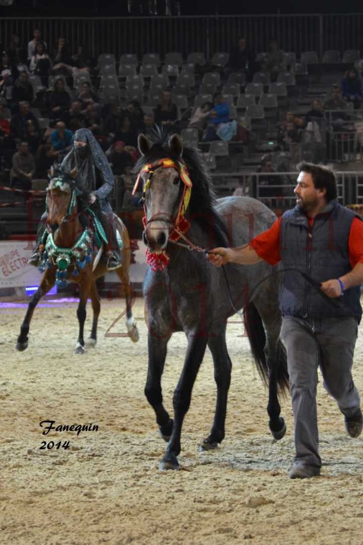 Show des races - Chevaux BARBE 13