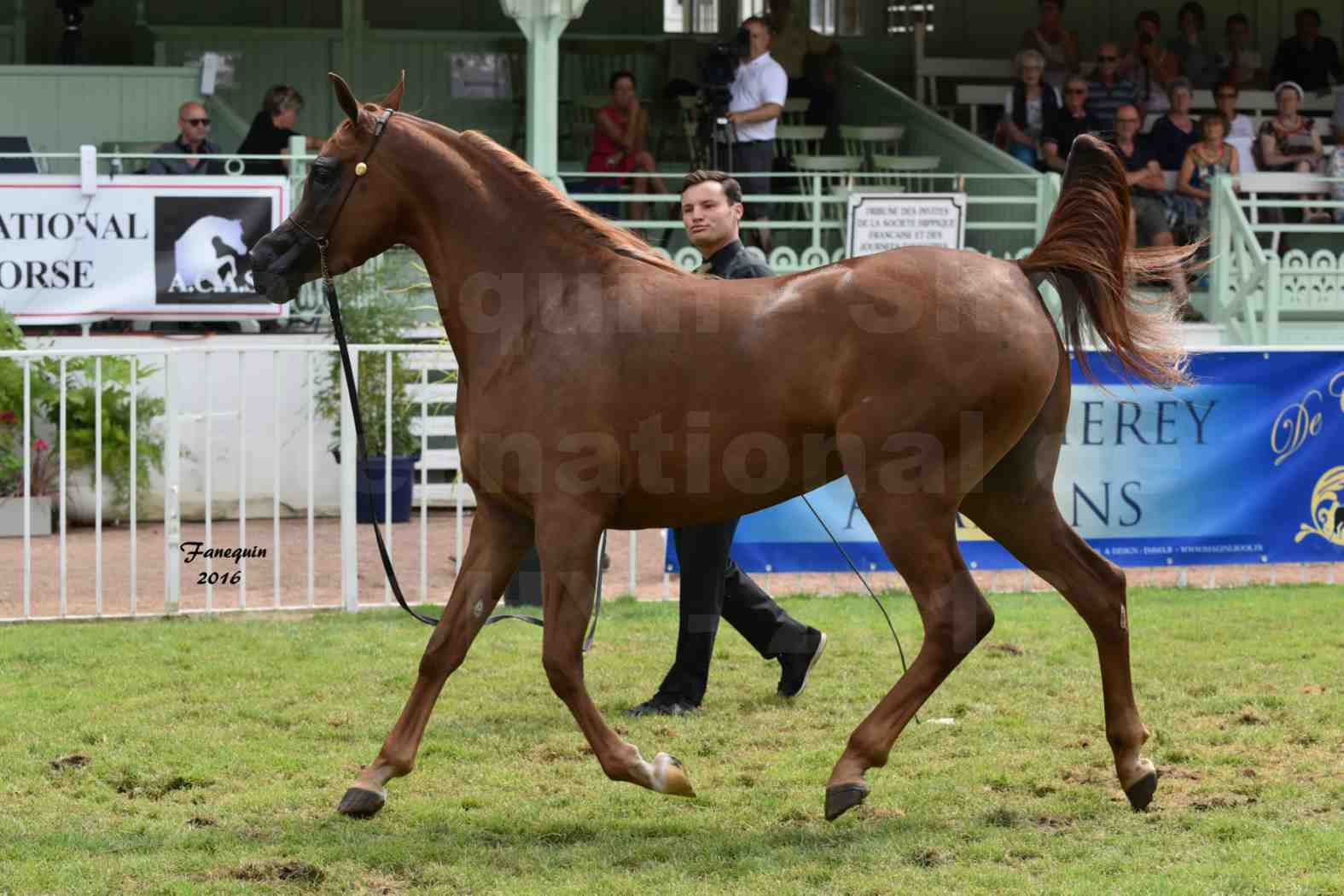 International Arabian Horse Show B de VICHY 2016 - PEARL DE DJOON