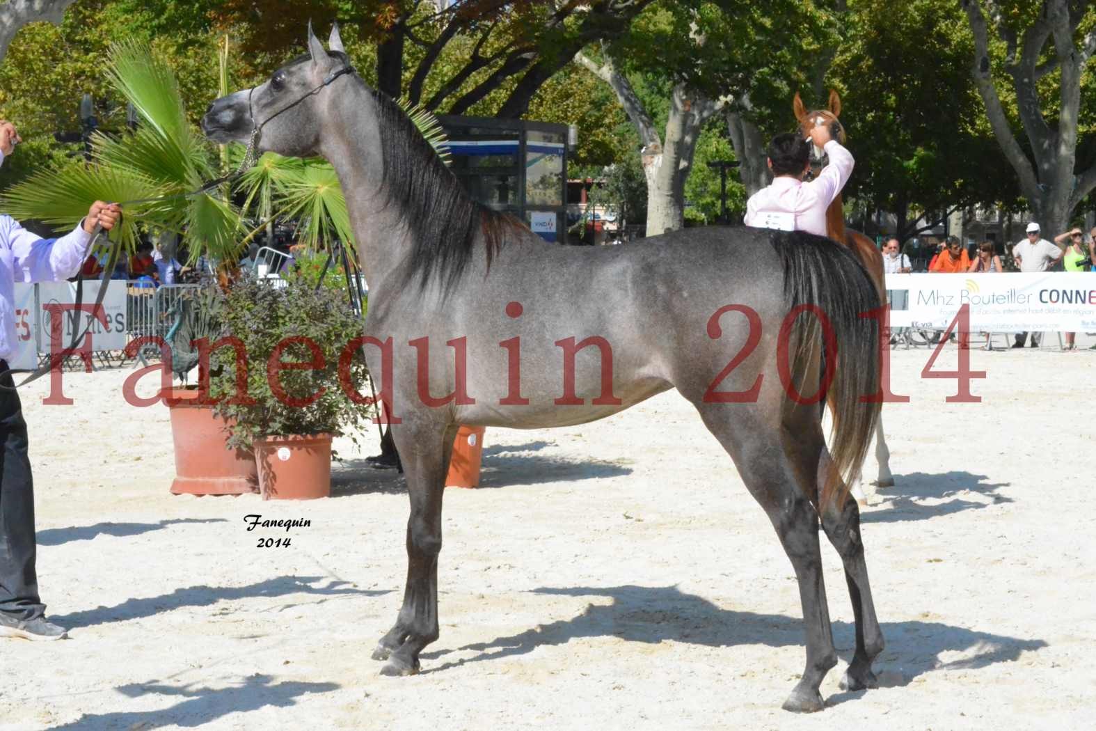 Concours National de Nîmes de chevaux ARABES 2014 - Notre Sélection - JOSEPH'S BOUZIOLS - 04