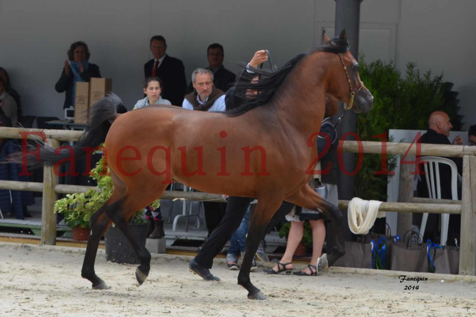 Show International de Chevaux ARABES 2014 à BORDEAUX - Notre Sélection - ABSOLUT DE DJOON - 5