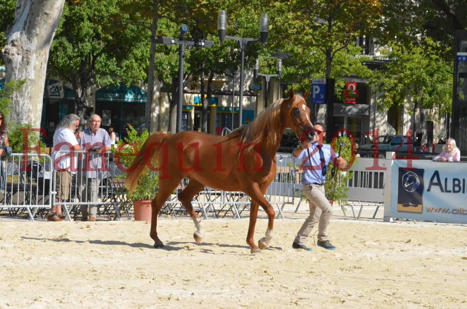 Concours National de Nîmes de chevaux ARABES 2014 - Championnat - MASSAI DE BARREL - 47