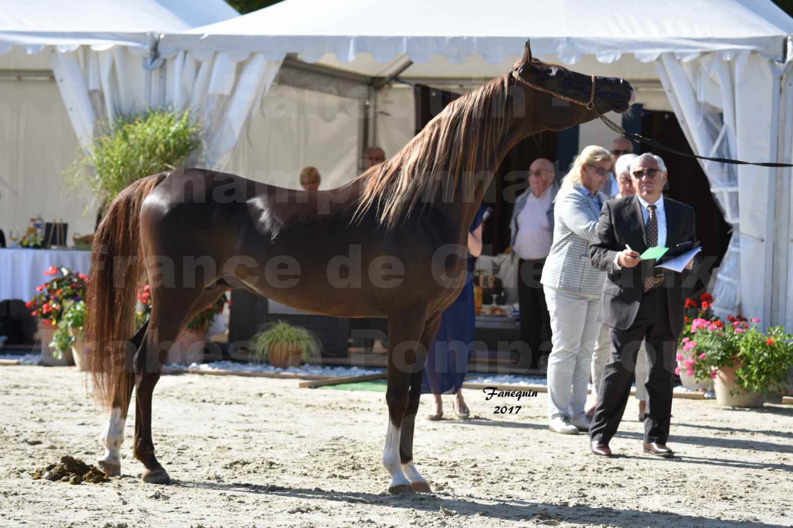 Championnat de France de Chevaux ARABES à Pompadour en 2017 - Notre Sélection - AVALON DALANN - 6