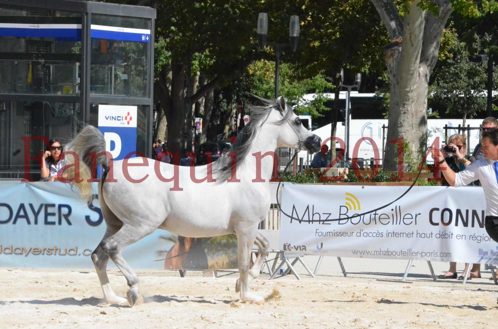 Concours National de Nîmes de chevaux ARABES 2014 - Sélection - SHAOLIN DE NEDJAIA - 28