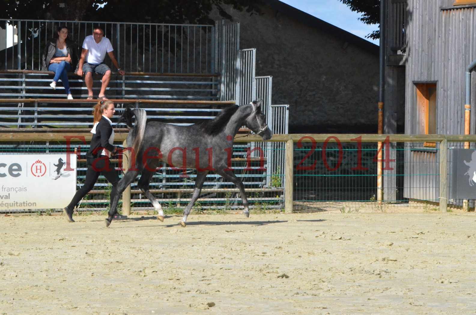 Championnat de FRANCE 2014 - Amateurs - CHTI KAID D'AUBIN - 24