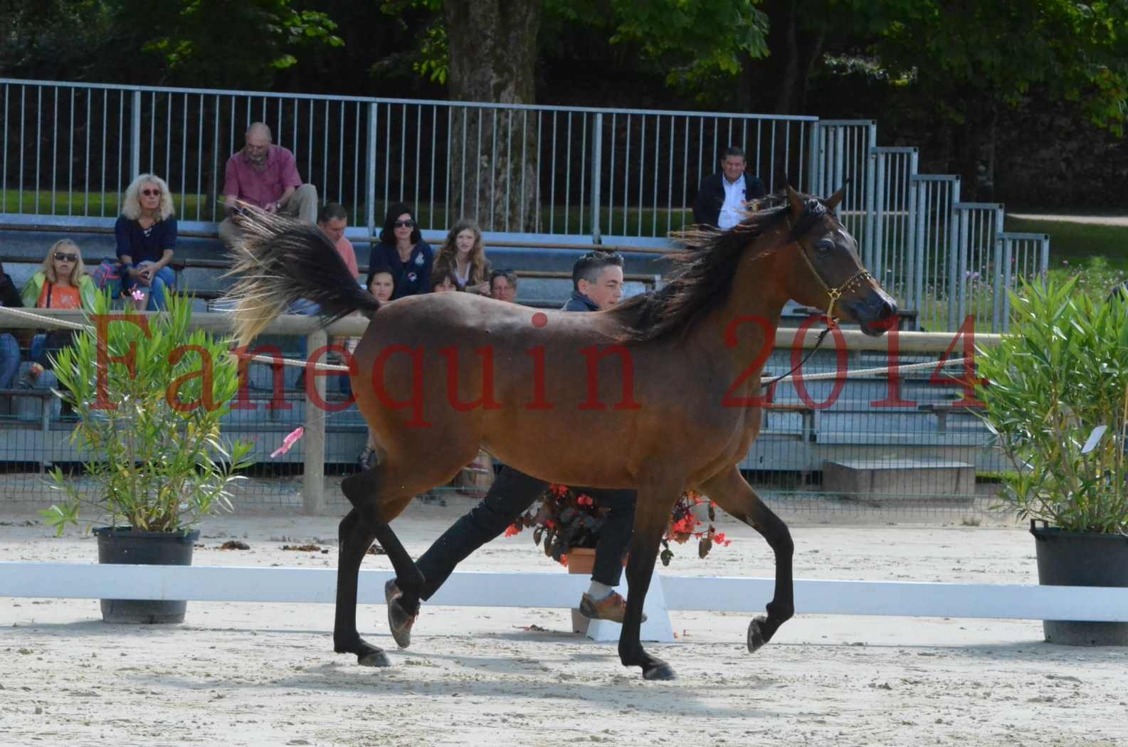 Championnat de FRANCE 2014 - Amateurs - KAL'ELLE D'ELHORIA - 47