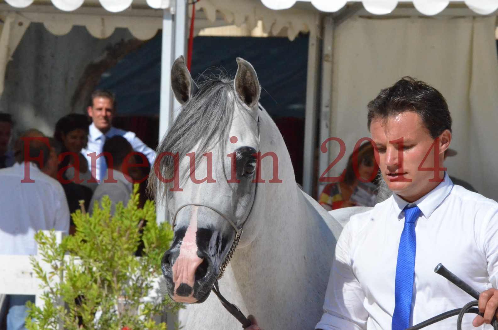 Concours National de Nîmes de chevaux ARABES 2014 - Sélection - SHAOLIN DE NEDJAIA - 75