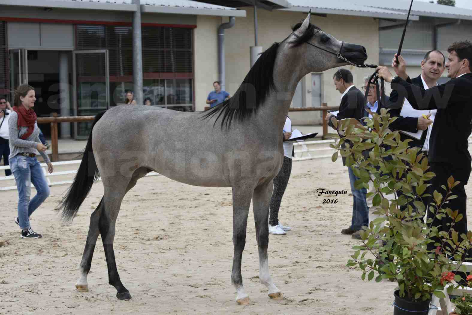 Show national de chevaux arabes de CHAZEY sur AIN 6 HAÏFA AL ADEYAT - 3