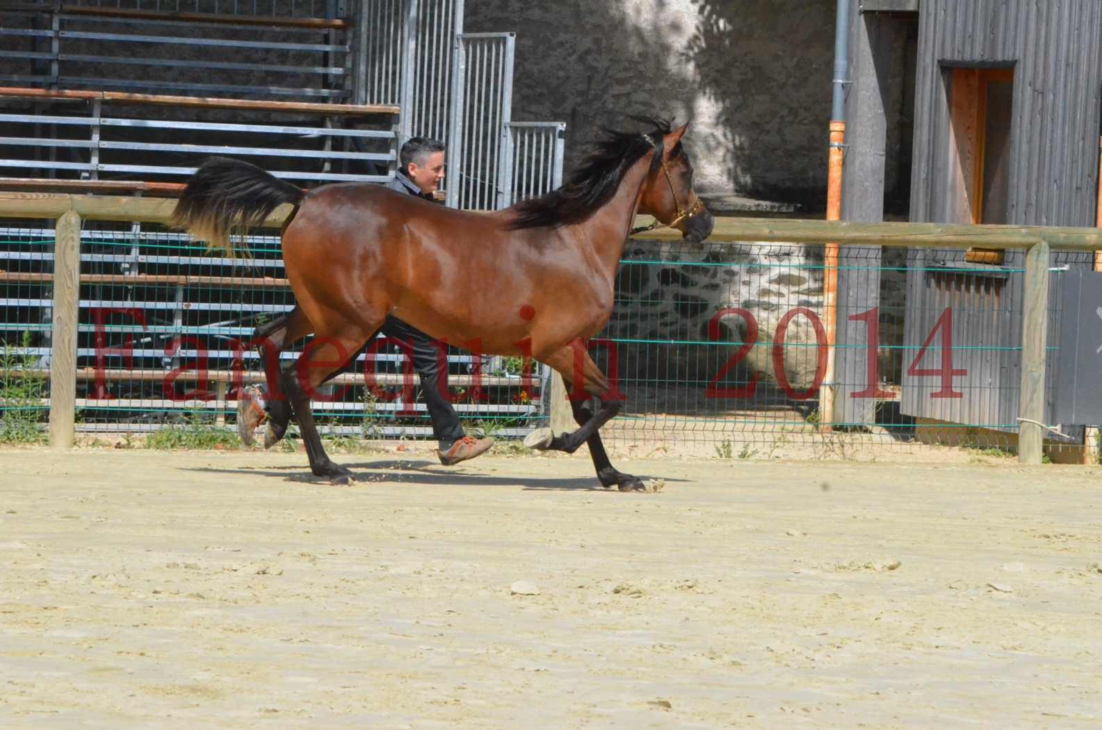 Championnat de FRANCE 2014 - Amateurs - KAL'ELLE D'ELHORIA - 70