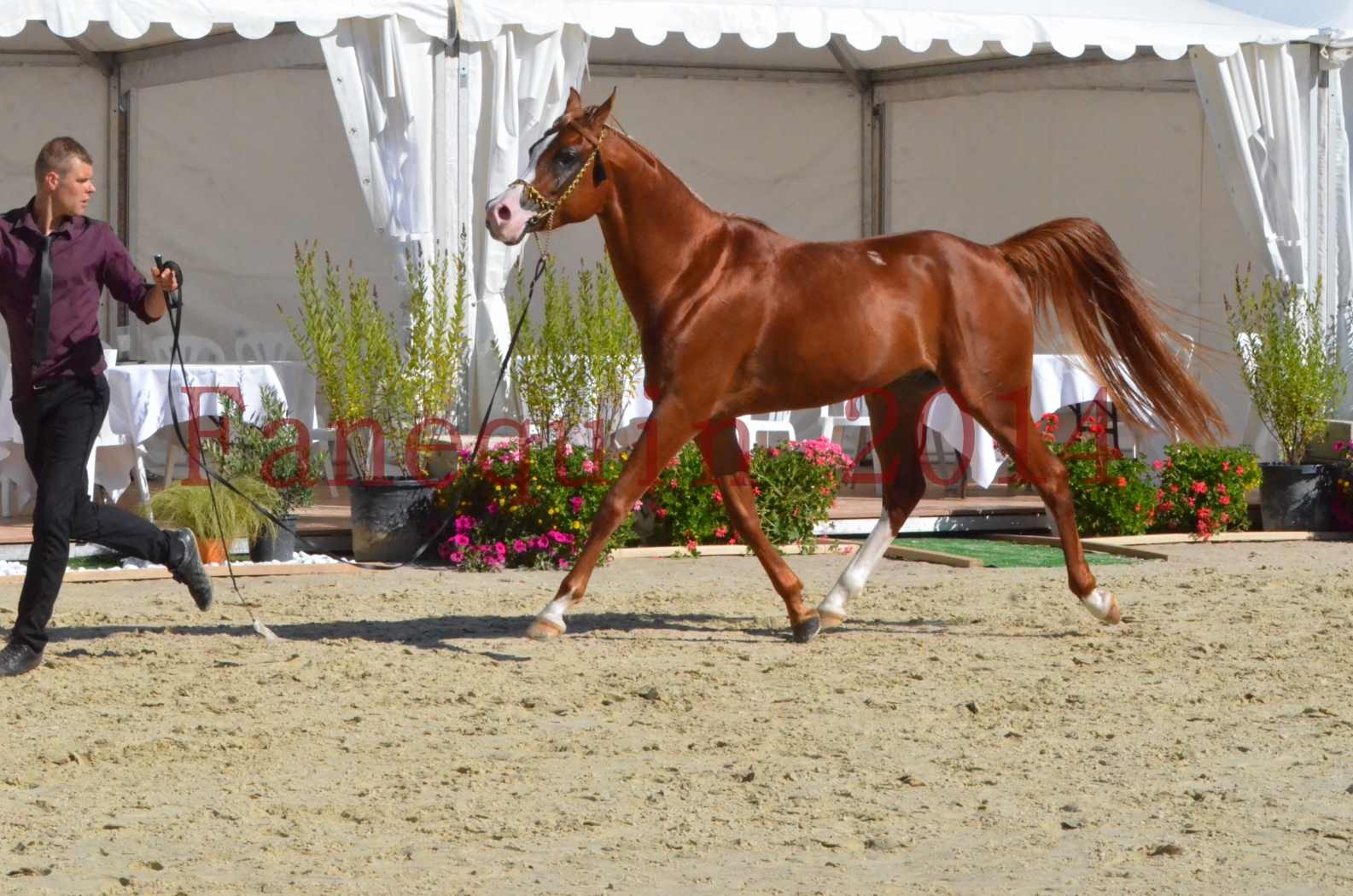 Championnat de FRANCE 2014 - Amateurs - SELECTO IBN SAMAWI - 054