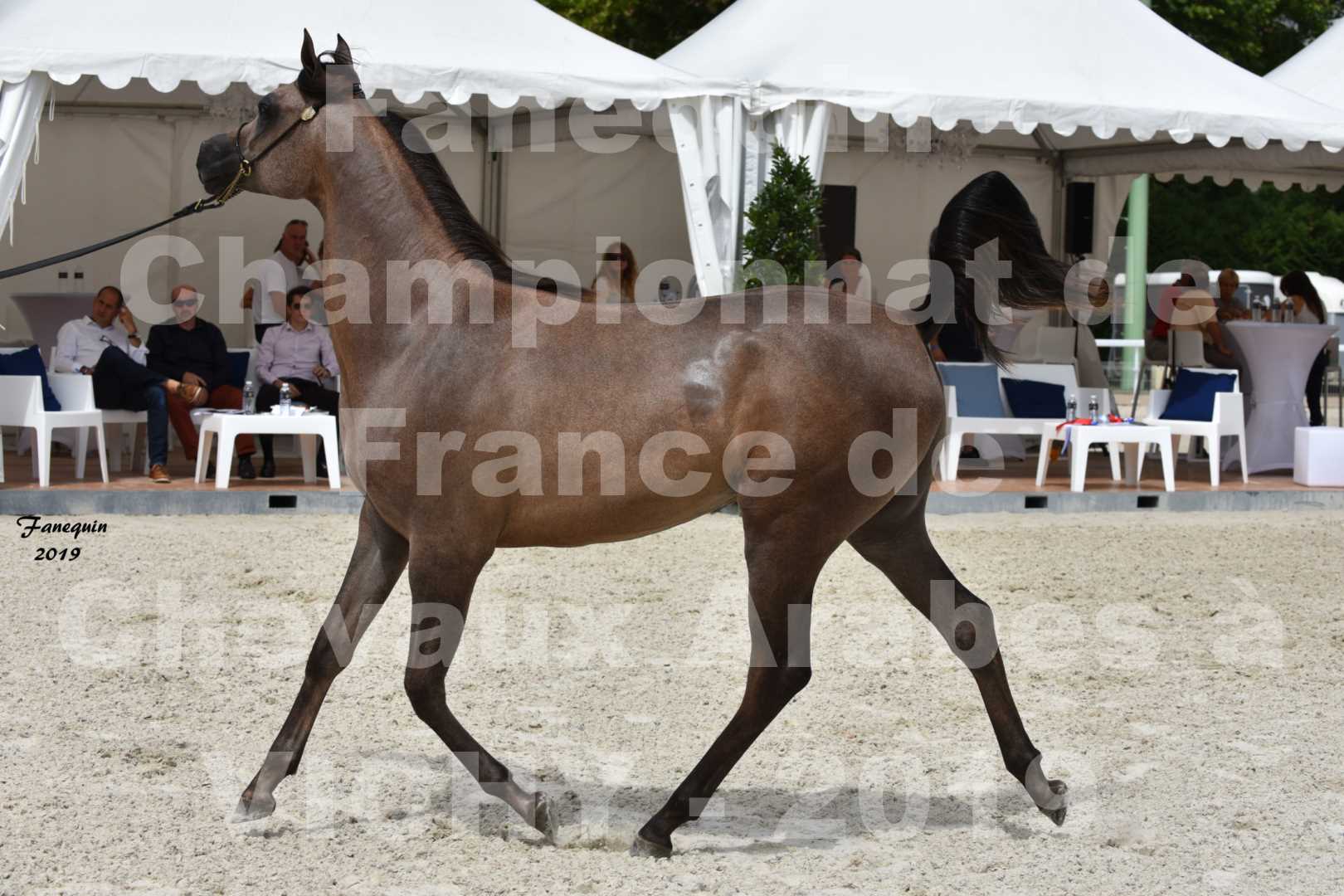 Championnat de France des chevaux Arabes en 2019 à VICHY - KENELM MISTRAL - 3