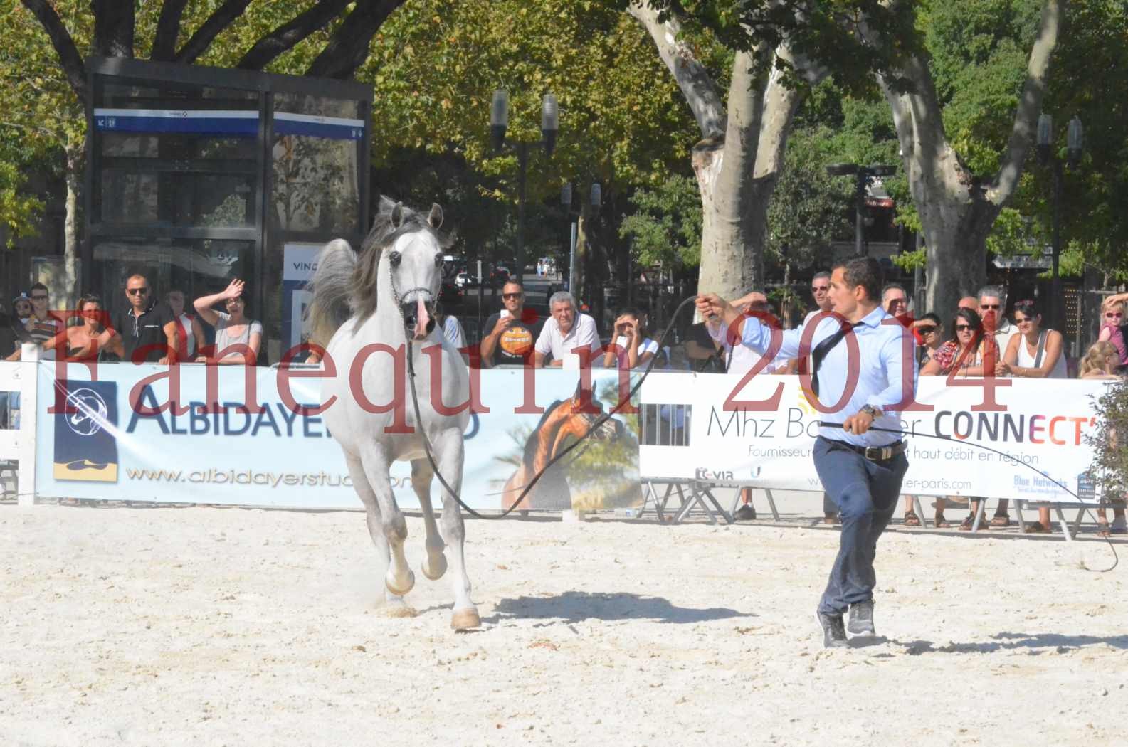 Concours National de Nîmes de chevaux ARABES 2014 - Championnat - SHAOLIN DE NEDJAIA - 17