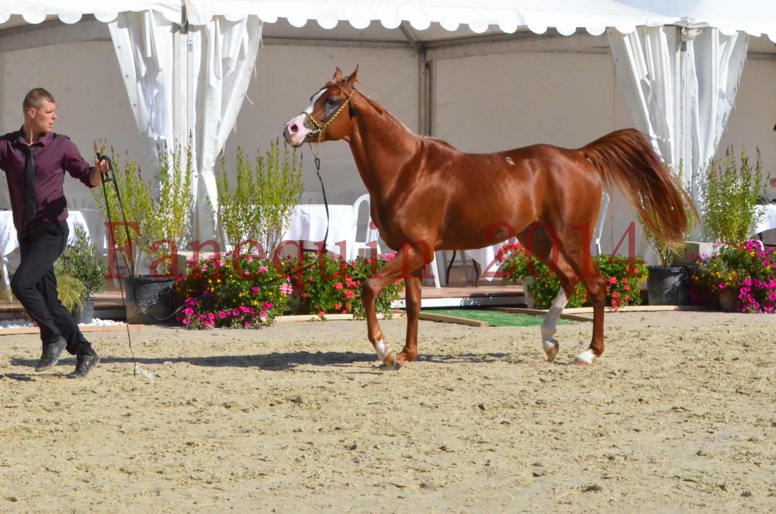 Championnat de FRANCE 2014 - Amateurs - SELECTO IBN SAMAWI - 053