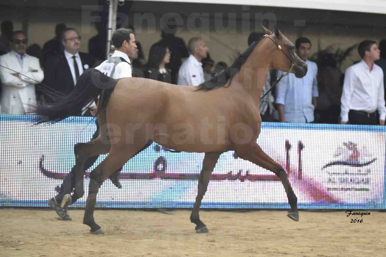 Championnat du Pur-Sang Arabe de la Méditerranée et des pays Arabes - MENTON 2016 - MAZAYA DOMITIA - Notre Sélection - 13