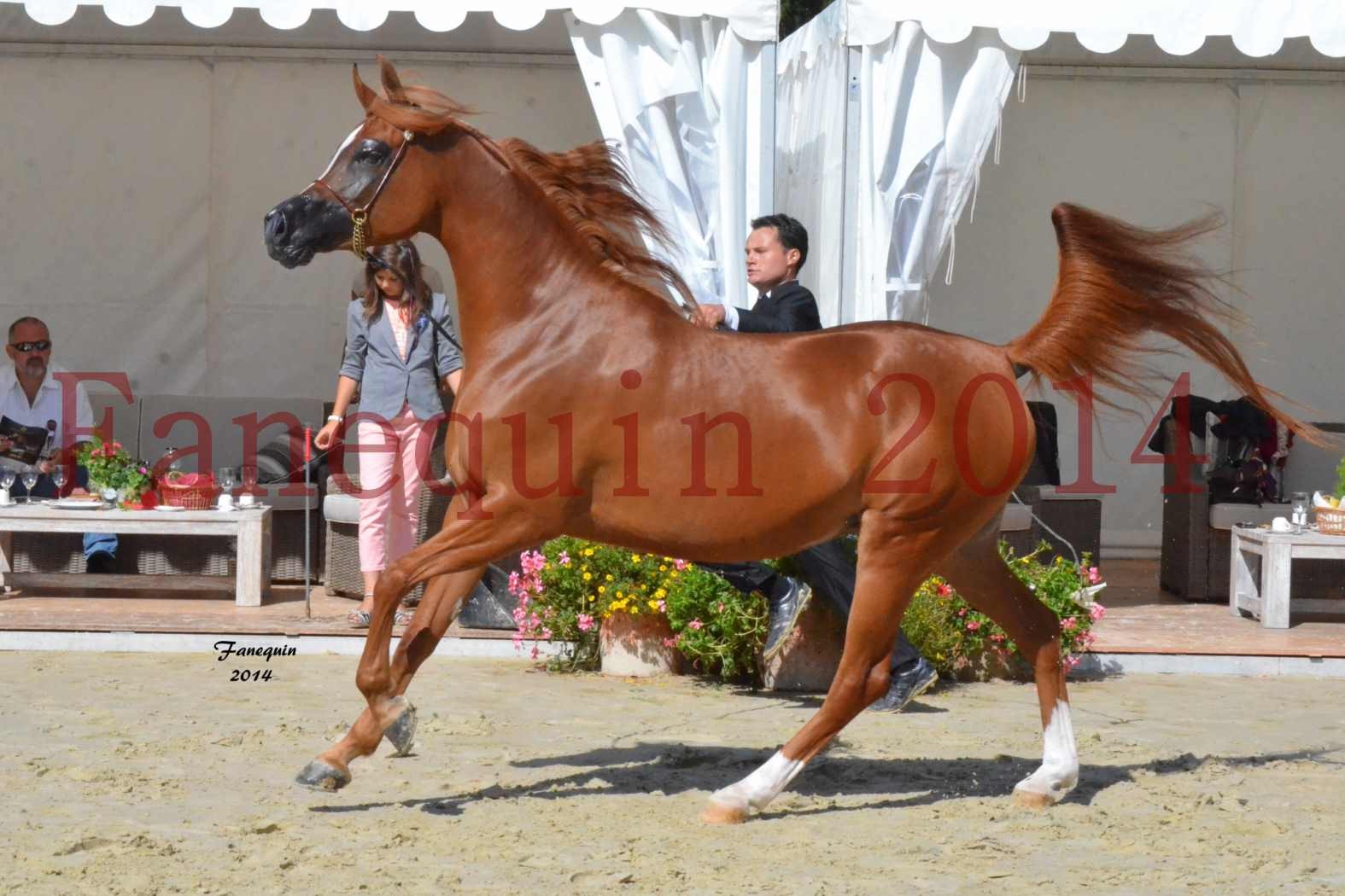 ﻿CHAMPIONNAT DE FRANCE 2014 A POMPADOUR - Notre Sélection - KINSHASA JA - 07