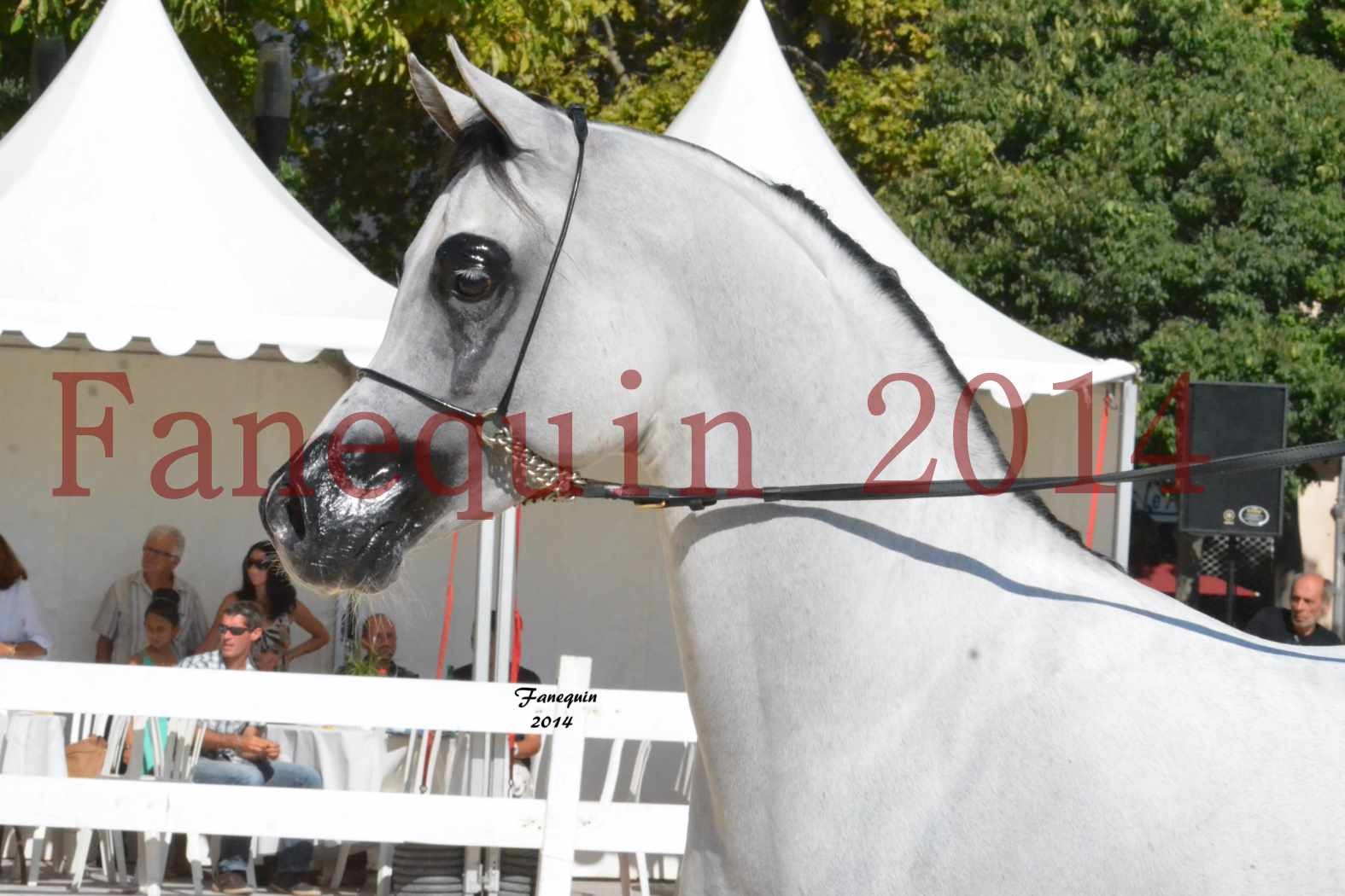 Concours National de chevaux ARABES 2014 - NADJYK DES AUBUS - 1