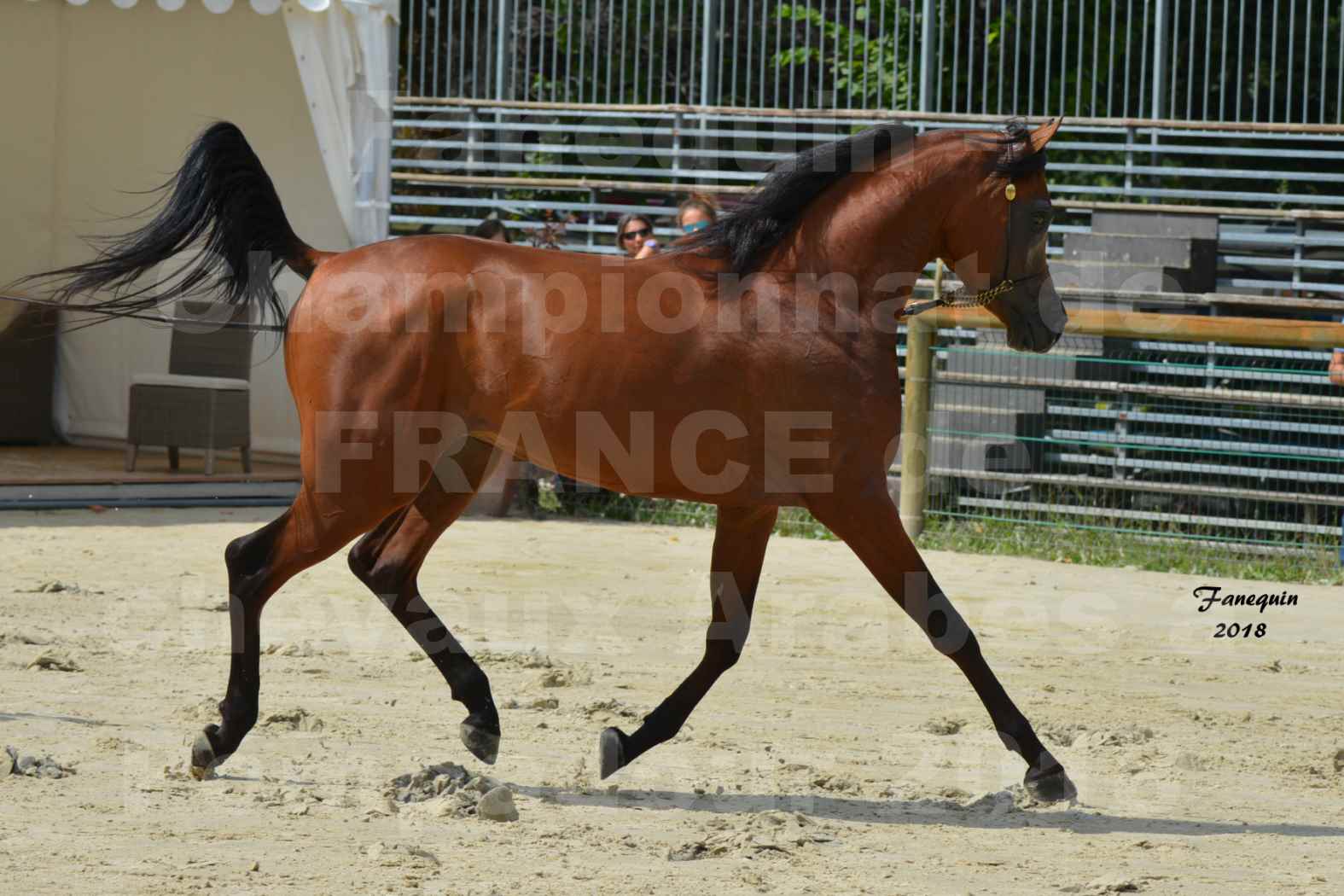 Championnat de FRANCE de chevaux Arabes à Pompadour en 2018 - LAZEEZ AL SHAHANIA - 20