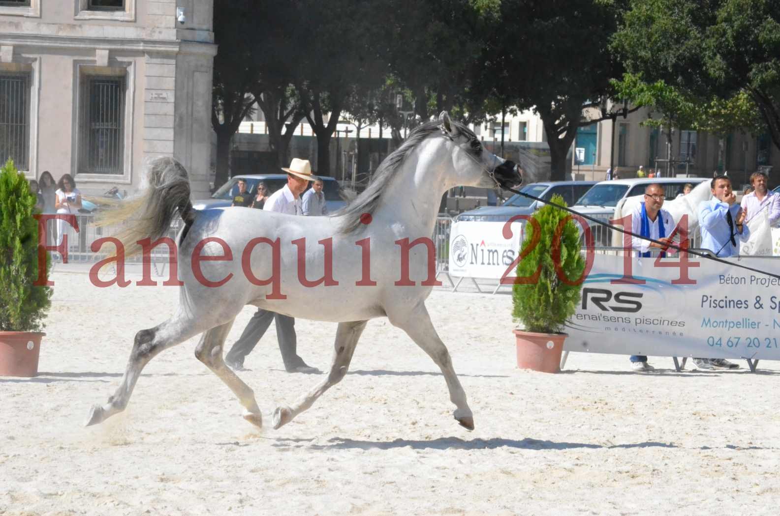 Concours National de Nîmes de chevaux ARABES 2014 - Sélection - SHAOLIN DE NEDJAIA - 19