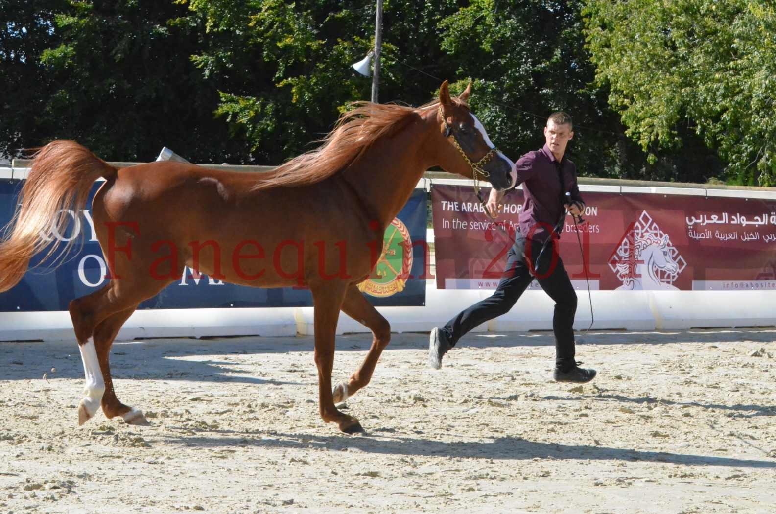 Championnat de FRANCE 2014 - Amateurs - SELECTO IBN SAMAWI - 034