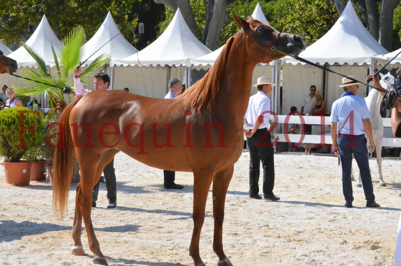 Concours National de Nîmes de chevaux ARABES 2014 - Championnat - MASSAI DE BARREL - 38