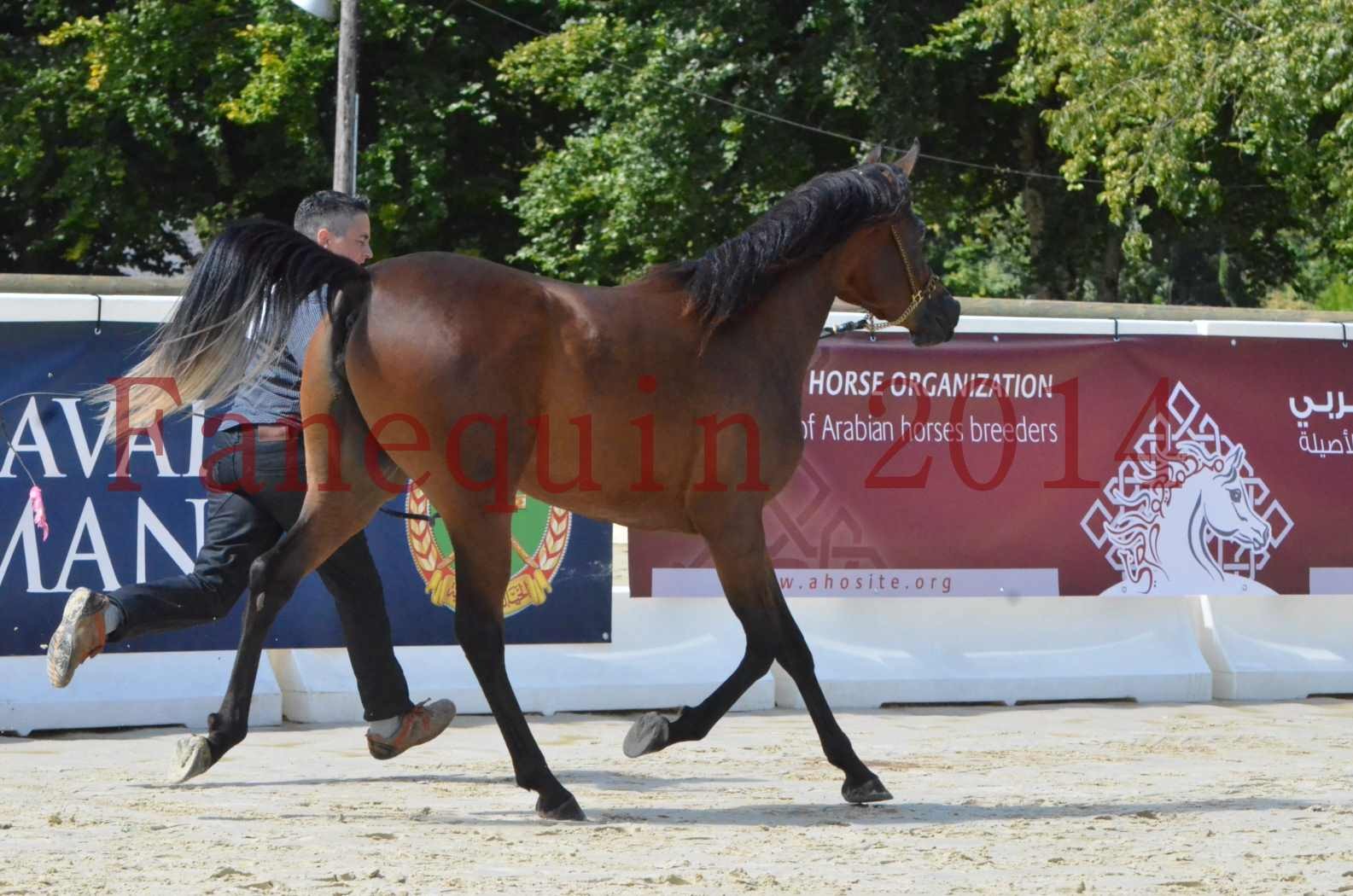 Championnat de FRANCE 2014 - Amateurs - KAL'ELLE D'ELHORIA - 63