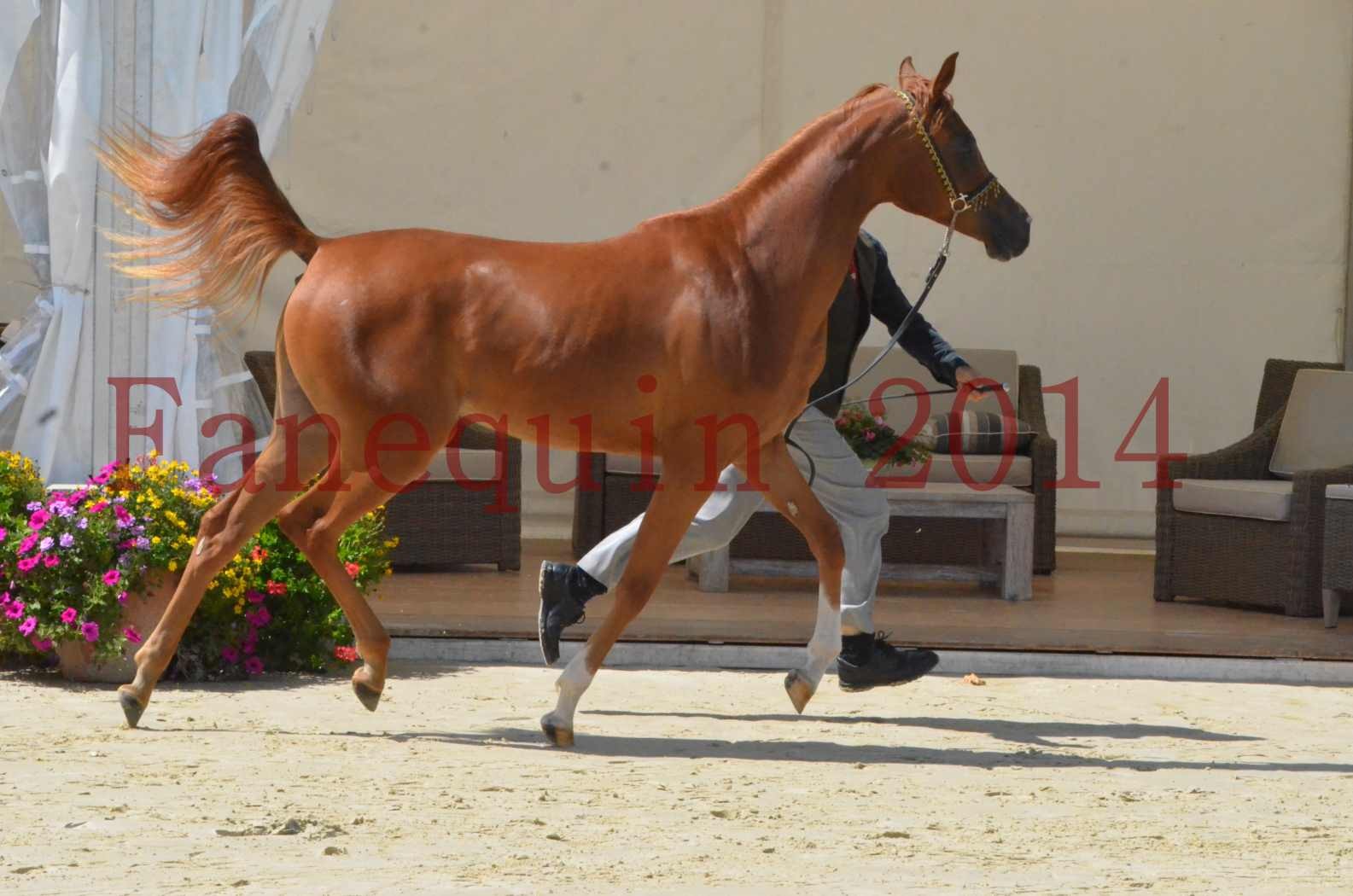 Championnat de FRANCE 2014 - Amateurs - SH CALLAS BINT ARMANI - 15