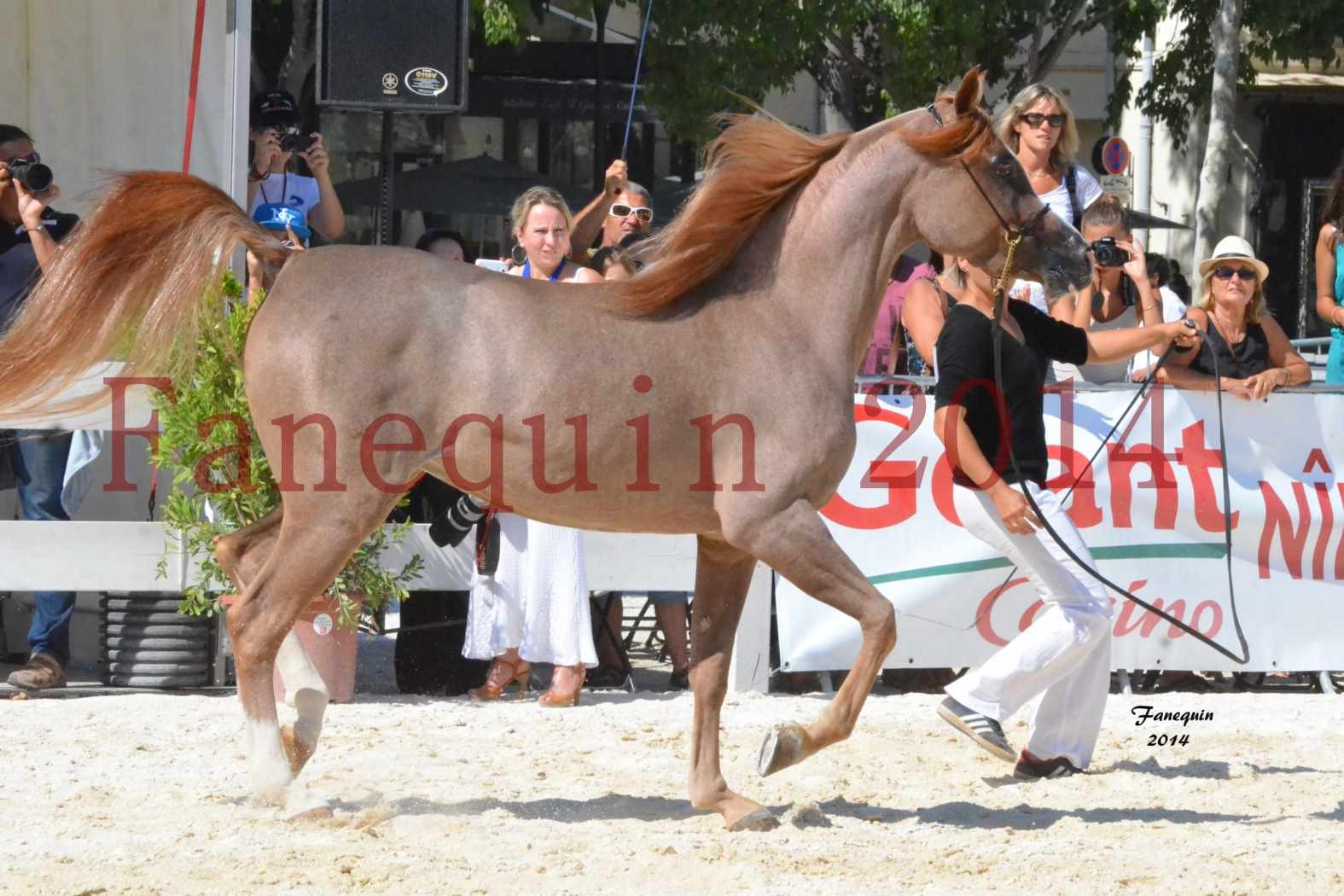 Concours National de Nîmes de chevaux ARABES 2014 - Notre Sélection - ABYSS DE RODET - 3