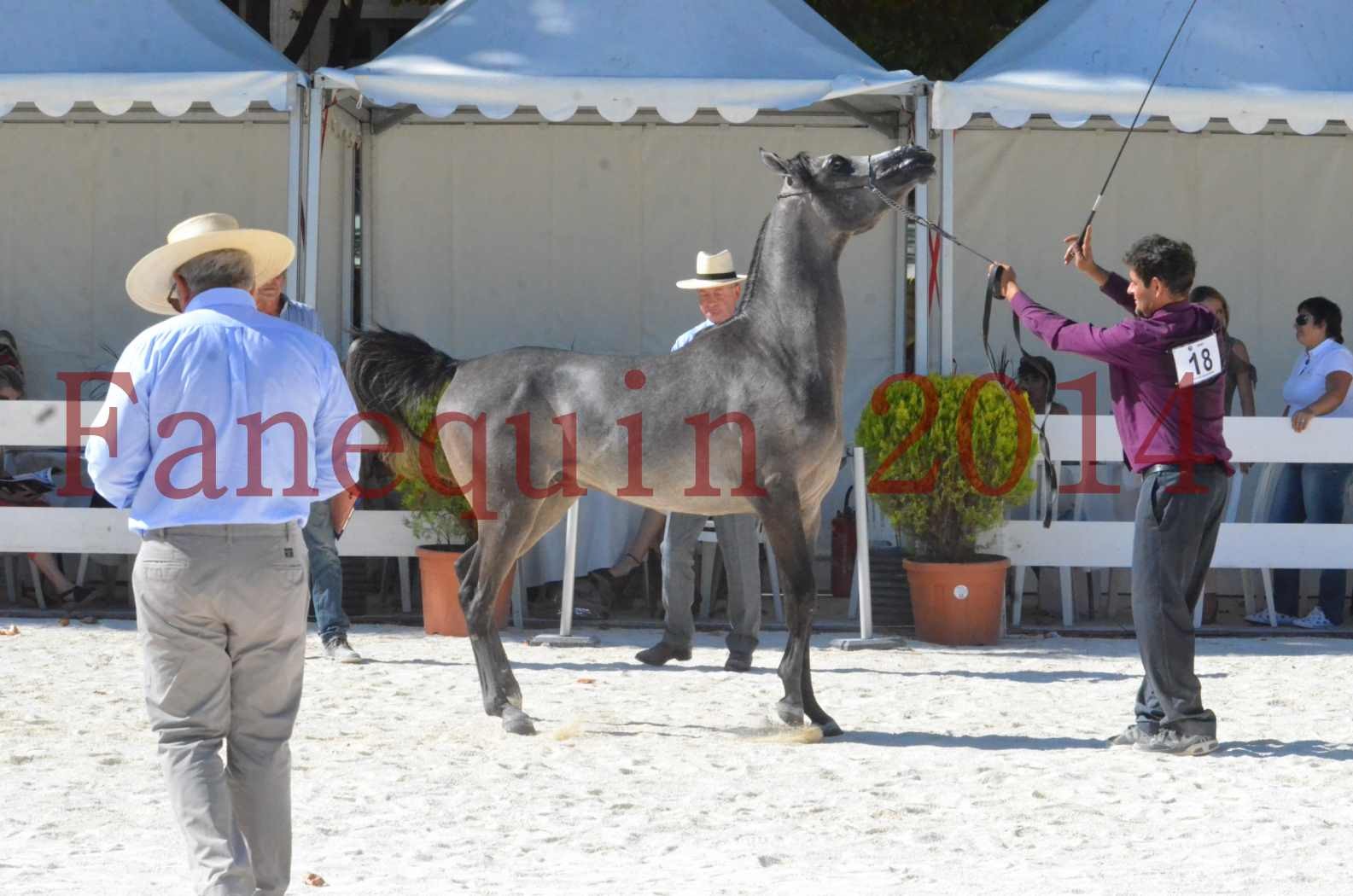 Concours National de Nîmes de chevaux ARABES 2014 - Championnat - JOSEPH'S BOUZIOLS - S 16