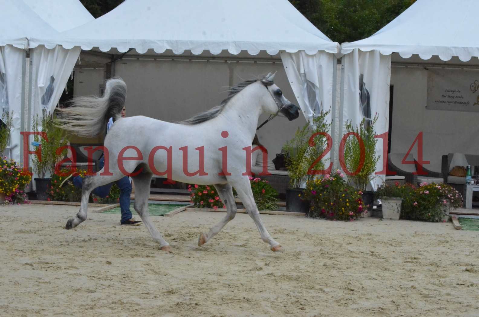 CHAMPIONNAT DE FRANCE  2014 A POMPADOUR - Championnat - SHAOLIN DE NEDJAIA - 14