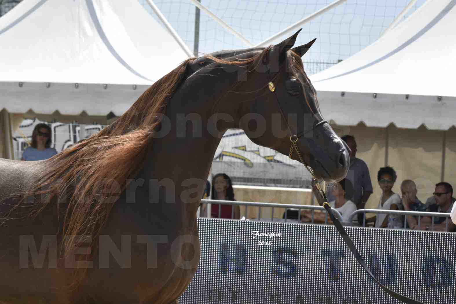 Championnat du pur-sang arabe de la Méditerranée et des pays arabes - MENTON 2016 - IM BAYARD CATHARE - Notre Sélection - Portraits - 3