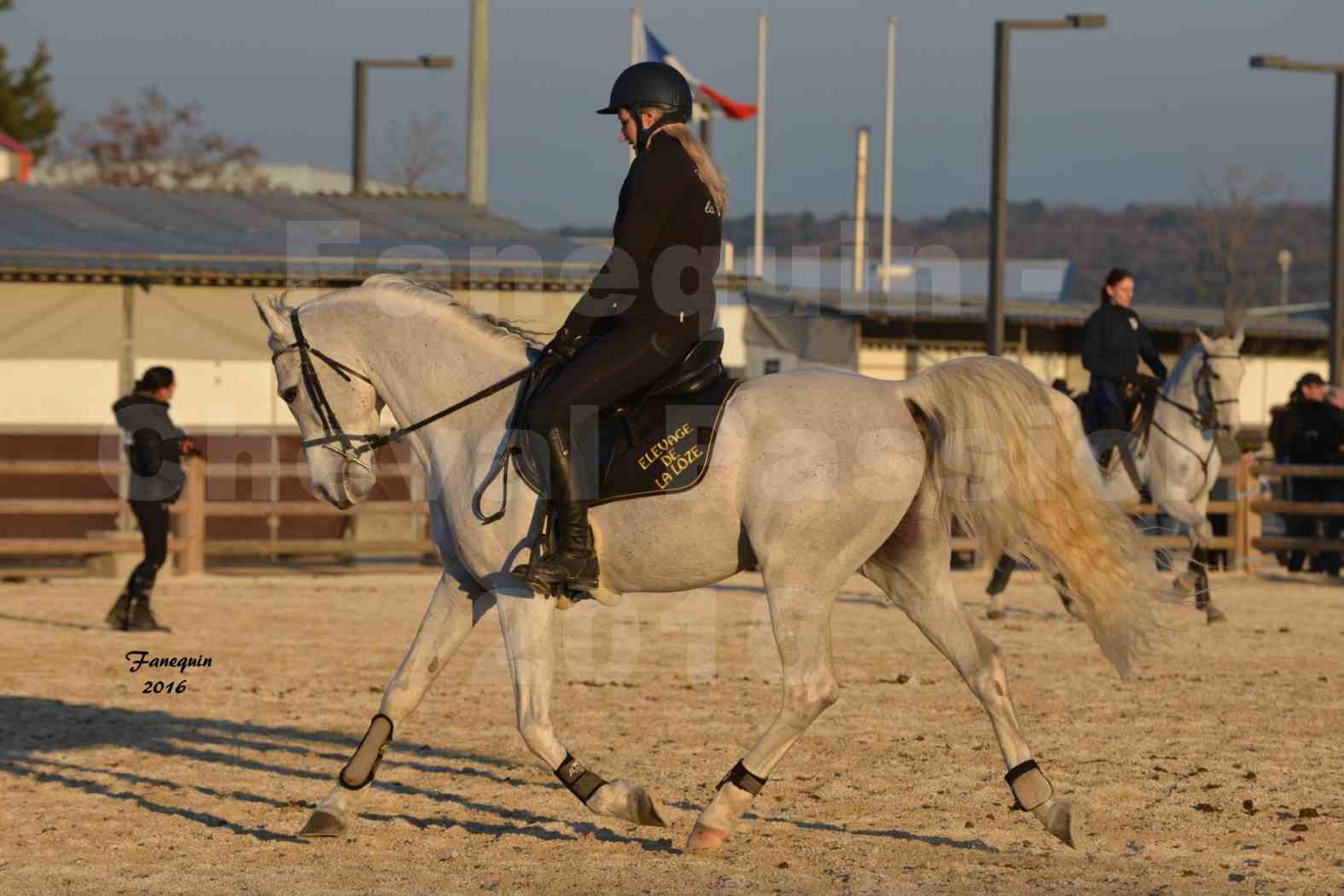 Cheval Passion 2016 - Présentation extérieure de chevaux Arabes montés - 20