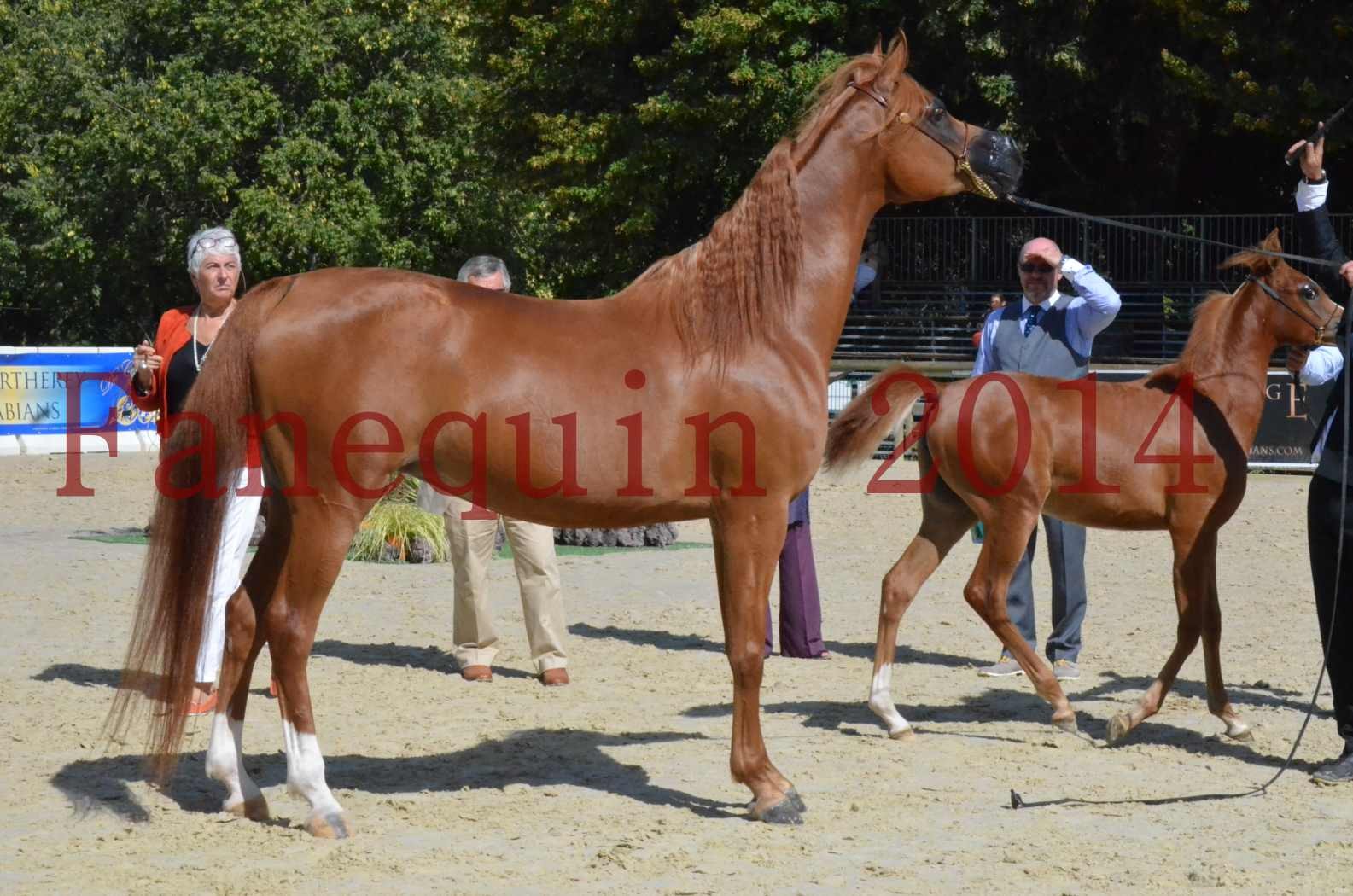 ﻿CHAMPIONNAT DE FRANCE 2014 A POMPADOUR - Sélection - KINSHASA JA - 54