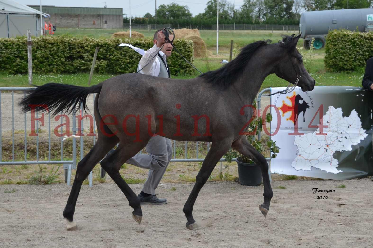 Concours National de Grenade 2014 - LOHENBERG VICTORIA - 93