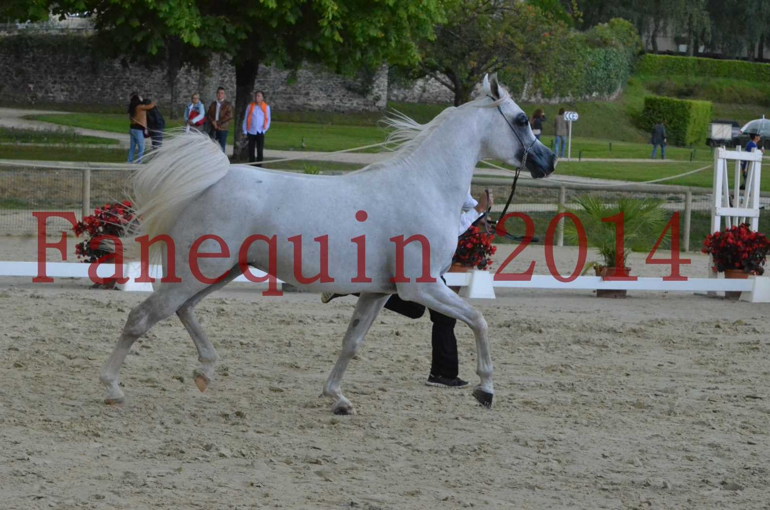 CHAMPIONNAT DE FRANCE 2014 A POMPADOUR - Sélection - FA STARLIGHT - 07