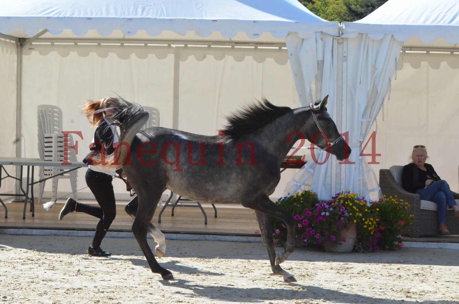 Championnat de FRANCE 2014 - Amateurs - CHTI KAID D'AUBIN - 19