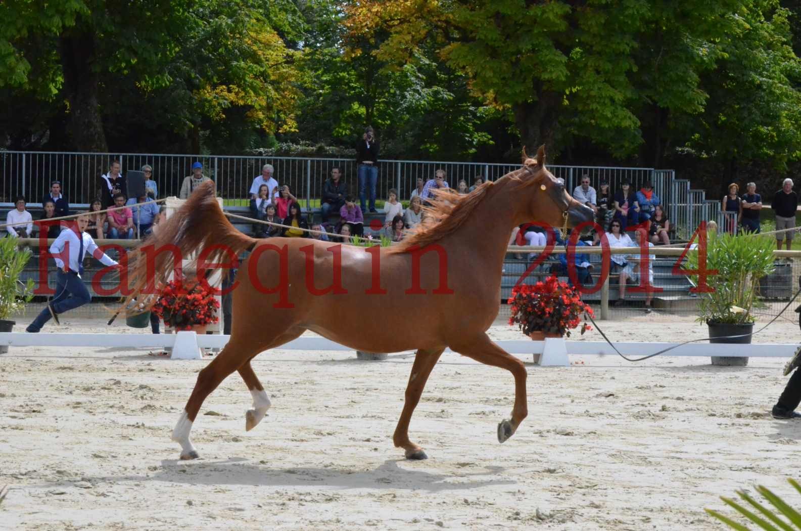 ﻿CHAMPIONNAT DE FRANCE 2014 A POMPADOUR - Championnat - KINSHASA JA - 02