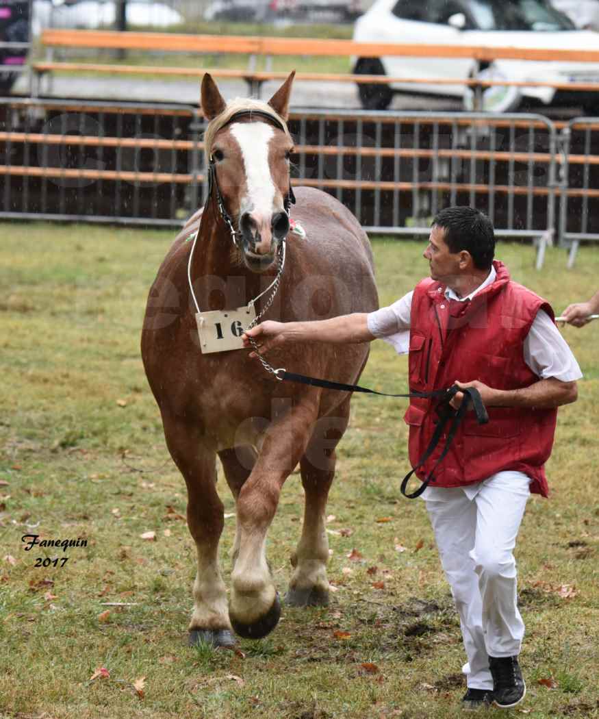 Concours Régional de chevaux de traits en 2017 - Trait ARDENNAIS - FLEUR D'ARIES - 06